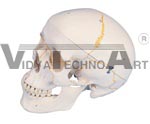 Numbered Classic Human Skull